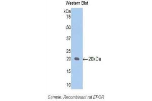 Western Blotting (WB) image for anti-Erythropoietin Receptor (EPOR) (AA 314-467) antibody (ABIN1172015) (EPOR anticorps  (AA 314-467))