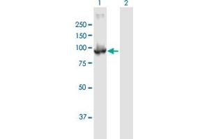 Western Blot analysis of PDE6B expression in transfected 293T cell line by PDE6B MaxPab polyclonal antibody.