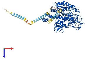 AlphaFold protein structure predicition of Mouse Recombinant Fut8 Protein, UniprotID Q9WTS2
