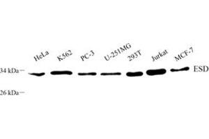 Western blot analysis of ESD (ABIN7073862) at dilution of 1: 800 (Esterase D anticorps)