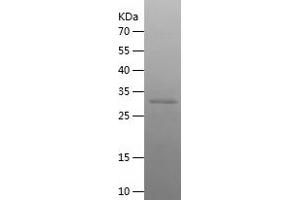 Western Blotting (WB) image for Claudin 5 (CLDN5) (AA 145-218) protein (His-IF2DI Tag) (ABIN7122408)