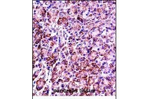 VP7 Antibody (Center) ((ABIN657786 and ABIN2846760))immunohistochemistry analysis in formalin fixed and paraffin embedded human pancreas tissue followed by peroxidase conjugation of the secondary antibody and DAB staining. (VAMP7 anticorps  (AA 51-80))