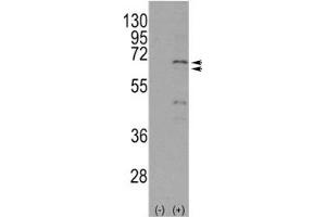 Western blot analysis of NUR77 antibody and 293 cell lysate either nontransfected (Lane 1) or transiently transfected with the NR4A1 gene (2). (NR4A1 anticorps  (AA 329-358))