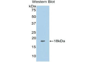 Western Blotting (WB) image for anti-Tumor Necrosis Factor (Ligand) Superfamily, Member 13 (TNFSF13) (AA 105-250) antibody (ABIN1078630)