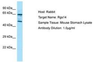 Image no. 1 for anti-Regulator of G-Protein Signaling 14 (RGS14) (AA 201-250) antibody (ABIN6749827) (RGS14 anticorps  (AA 201-250))
