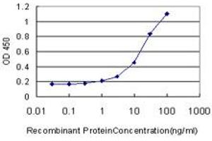Detection limit for recombinant GST tagged GDF11 is approximately 1ng/ml as a capture antibody. (GDF11 anticorps  (AA 310-407))