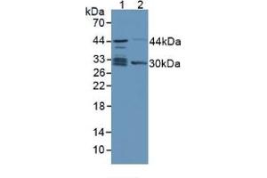 Figure. (TPMT anticorps  (AA 26-227))