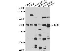 Western blot analysis of extracts of various cell lines, using MCMBP antibody (ABIN6294046) at 1:1000 dilution. (MCMBP anticorps)