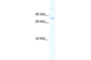 SIN3B antibody (20R-1129) used at 1. (SIN3B anticorps  (N-Term))