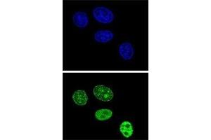 Confocal immunofluorescent analysis of PCNA antibody with HeLa cells followed by Alexa Fluor 488-conjugated goat anti-rabbit lgG (green). (PCNA anticorps  (AA 231-261))
