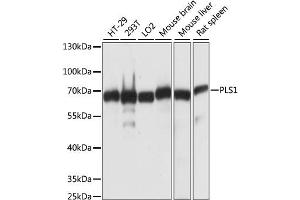 Western blot analysis of extracts of various cell lines, using PLS1 antibody (ABIN6291675) at 1:1000 dilution. (PLS1 anticorps)