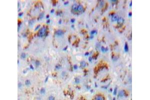 Used in DAB staining on fromalin fixed paraffin-embedded Liver tissue (MAPKSP1 anticorps  (AA 1-124))