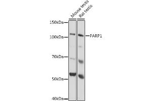 Western blot analysis of extracts of various cell lines, using P antibody  at 1:1000 dilution. (PARP1 anticorps)