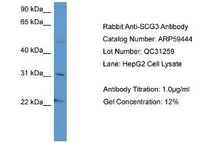 WB Suggested Anti-SCG3  Antibody Titration: 0. (SCG3 anticorps  (C-Term))