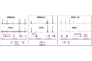 Menin antibody (pAb) tested by ChIP-Seq.