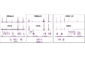 Menin antibody (pAb) tested by ChIP-Seq. (Menin anticorps  (C-Term))