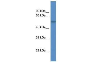 CDR2L antibody used at 2. (CDR2L anticorps  (C-Term))