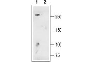 Western blot analysis of rat brain membranes: - 1.