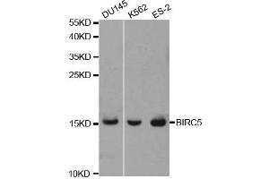 Western blot analysis of extracts of various cell lines, using BIRC5 antibody. (Survivin anticorps  (AA 1-142))