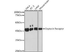Western blot analysis of extracts of various cell lines, using Oxytocin Receptor Rabbit mAb (ABIN7269140) at 1:1000 dilution. (Oxytocin Receptor anticorps)