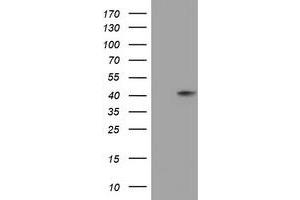 Image no. 1 for anti-Sialidase 1 (Lysosomal Sialidase) (NEU1) (AA 48-315) antibody (ABIN1491552) (NEU1 anticorps  (AA 48-315))