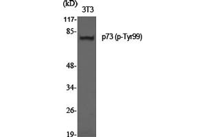 Western Blotting (WB) image for anti-Tumor Protein P73 (TP73) (pTyr99) antibody (ABIN5962703) (Tumor Protein p73 anticorps  (pTyr99))