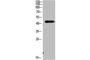 Western Blot analysis of MOUSE-BRIAN cells using Antibody diluted at 1000. (MEK1 anticorps  (AA 330-410))