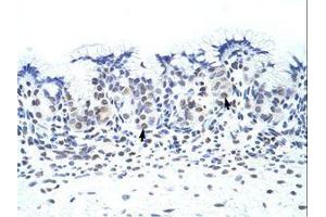 Image no. 1 for anti-Zinc Finger Protein 70 (ZNF70) (C-Term) antibody (ABIN202544)