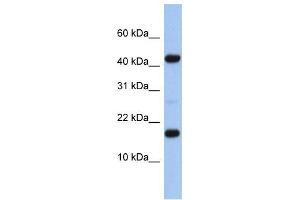Western Blotting (WB) image for anti-Hypothetical Protein FLJ37543 (FLJ37543) antibody (ABIN2459948) (FLJ37543 anticorps)