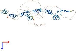 AlphaFold protein structure predicition of Mouse Recombinant Kiaa0319l Protein, UniprotID Q8K135