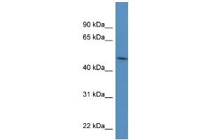 WB Suggested Anti-PDIA6  Antibody Titration: 0.