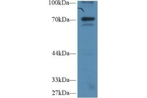 Detection of IkBz in Human Hela cell lysate using Polyclonal Antibody to Inhibitory Subunit Of NF Kappa B Zeta (IkBz)