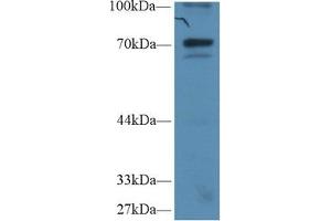 Detection of IkBz in Human Hela cell lysate using Polyclonal Antibody to Inhibitory Subunit Of NF Kappa B Zeta (IkBz) (Inhibitory Subunit of NF-KappaB zeta (AA 422-651) anticorps)