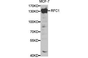 Western blot analysis of extracts of MCF-7 cells, using RFC1 antibody. (RFC1 anticorps  (AA 400-700))