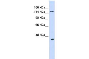 WB Suggested Anti-UBE3B Antibody Titration:  0. (UBE3B anticorps  (Middle Region))