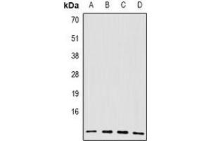 Western blot analysis of BRCC2 expression in A549 (A), SKOV3 (B), mouse spleen (C), rat spleen (D) whole cell lysates.