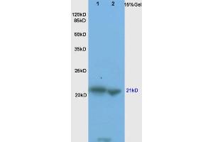 Western Blotting (WB) image for anti-BCL2-Associated X Protein (BAX) (AA 84-175) antibody (ABIN725390)
