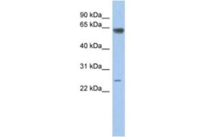 Western Blotting (WB) image for anti-TAF5-Like RNA Polymerase II, P300/CBP-Associated Factor (PCAF)-Associated Factor, 65kDa (TAF5L) antibody (ABIN2463889) (TAF5L anticorps)