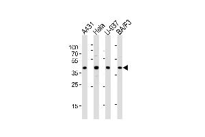 Western blot analysis of lysates from A431, Hela, U-937, BA/F3 cell line (from left to right), using PGK1 Antibody  (ABIN391250 and ABIN2837966).