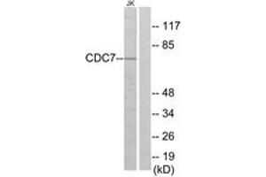 Western Blotting (WB) image for anti-Cell Division Cycle 7 (CDC7) (AA 1-50) antibody (ABIN2889303) (CDC7 anticorps  (AA 1-50))