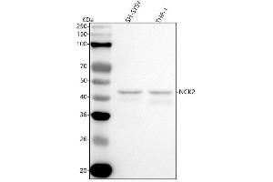 Western blot analysis of NCK2 using anti-NCK2 antibody (ABIN7605667).