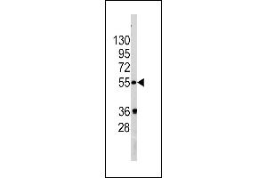 Western blot analysis of PIST Antibody (Center) (ABIN391395 and ABIN2841399) in  cell line lysates (35 μg/lane). (GOPC anticorps  (AA 164-193))