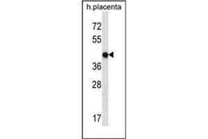 Western blot analysis of OR10V1 Antibody (C-term) in human placenta tissue lysates (35ug/lane). (OR10V1 anticorps  (C-Term))