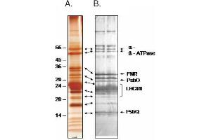 anti-Thylakoid Proteins antibody