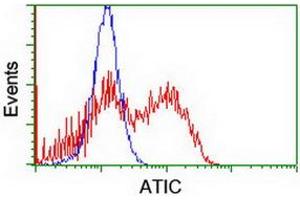 Image no. 3 for anti-5-Aminoimidazole-4-Carboxamide Ribonucleotide Formyltransferase/IMP Cyclohydrolase (ATIC) antibody (ABIN1496503) (ATIC anticorps)