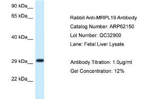 Western Blotting (WB) image for anti-Mitochondrial Ribosomal Protein L19 (MRPL19) (C-Term) antibody (ABIN971176) (MRPL19 anticorps  (C-Term))