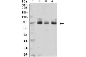 Western blot analysis using CTNNB1 mouse mAb against Hela (1), SH-SY5Y (2), NIH/3T3 (3), and HEK293(4) cell lysate.