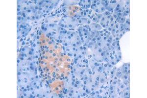 Figure. (SCG5 anticorps  (AA 27-212))