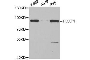 Western blot analysis of extracts of various cell lines, using FOXP1 antibody (ABIN5973033) at 1/1000 dilution.