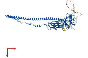 AlphaFold protein structure predicition of Mouse Recombinant Fsd1l Protein, UniprotID Q8BYN5